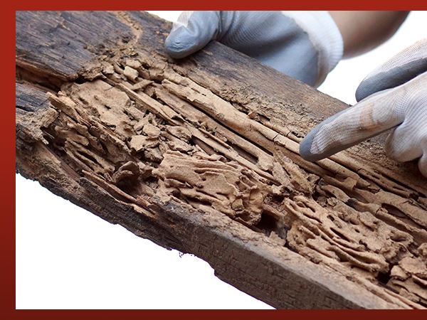 image of someone holding wood that has termite damage