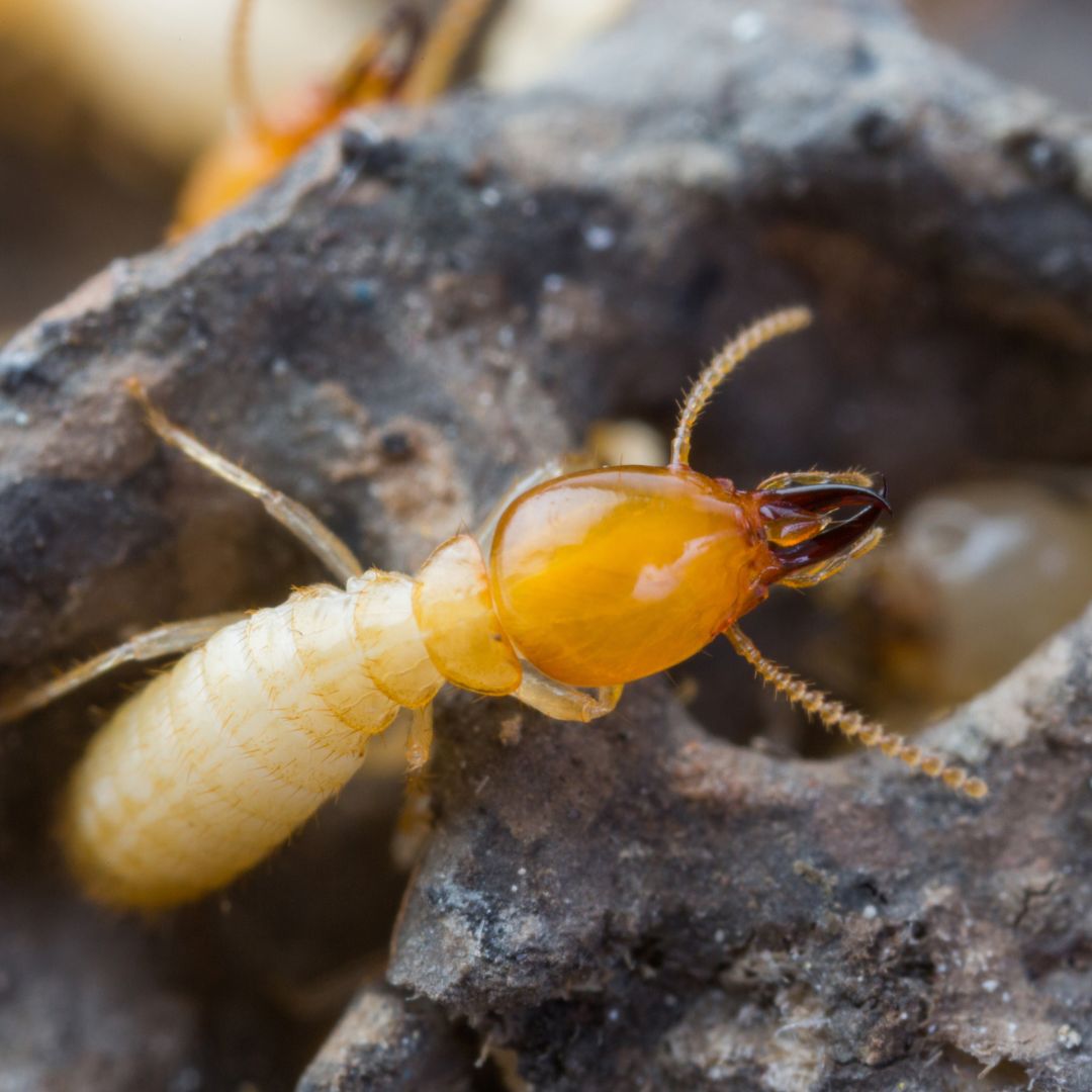 image of a termite