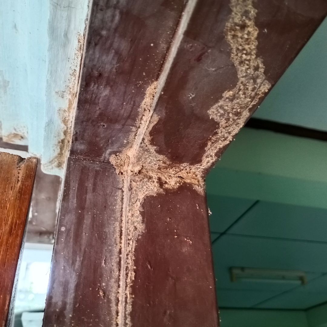 doorframe damaged by termites