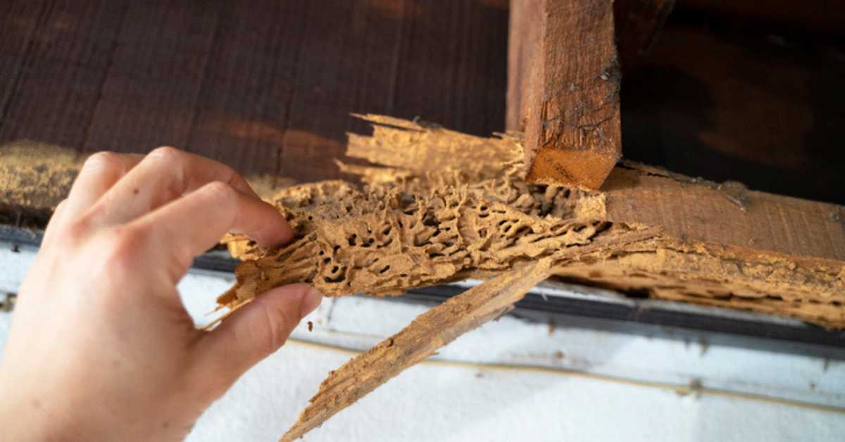 Wood after attack of termite