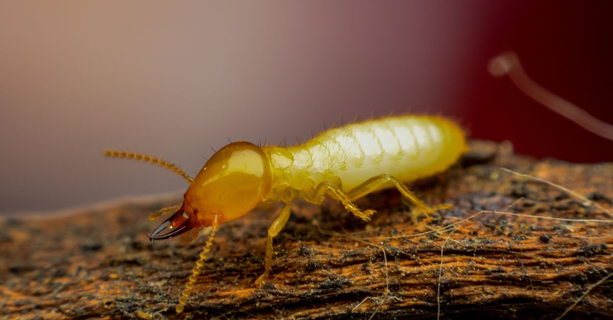 termite