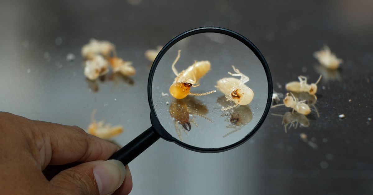 termites in home