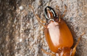 Subterranean Termites