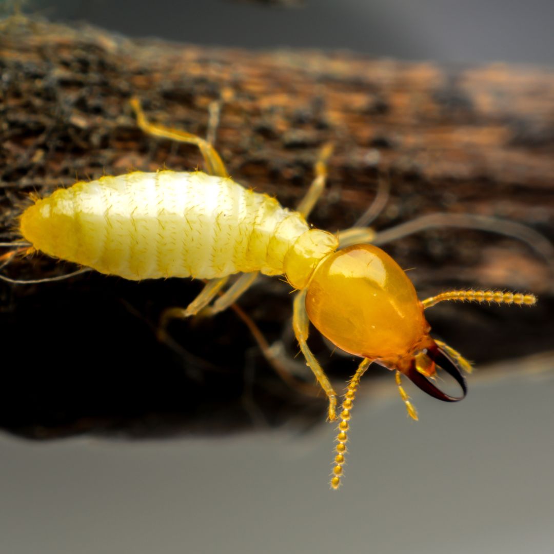a termite