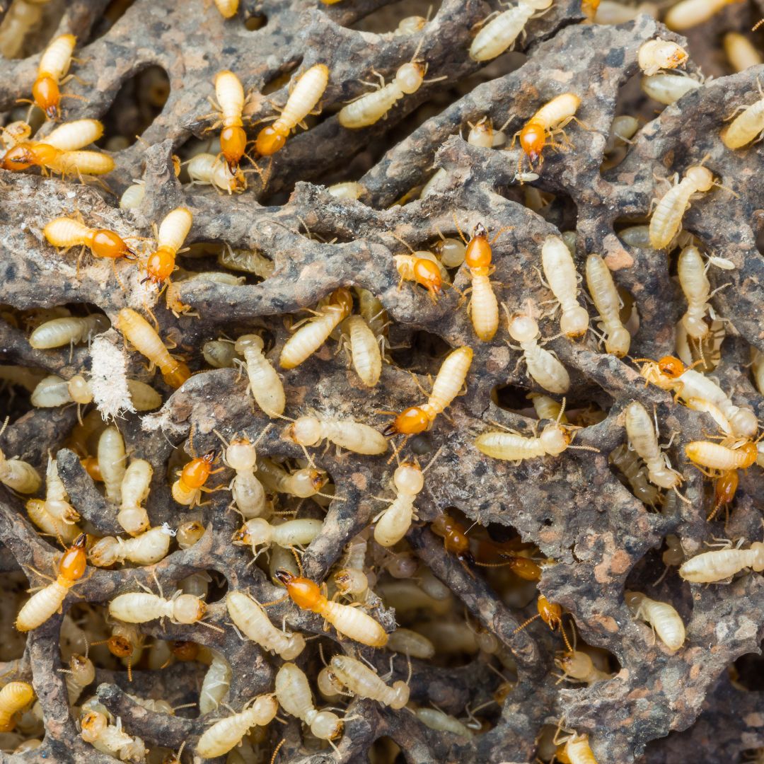 image of a colony of termites