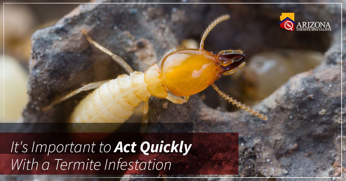 Termite Control AZ Act Quickly With Termite Infestations