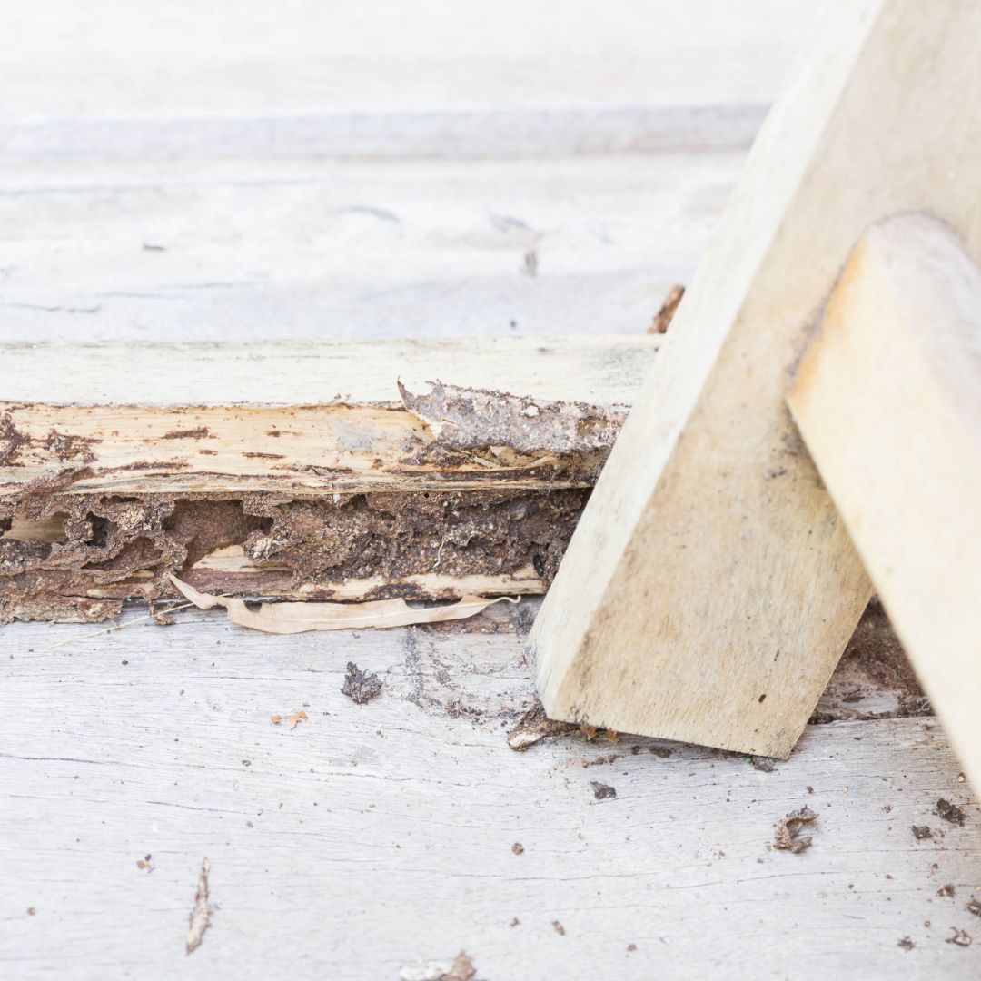 termite damage on wood