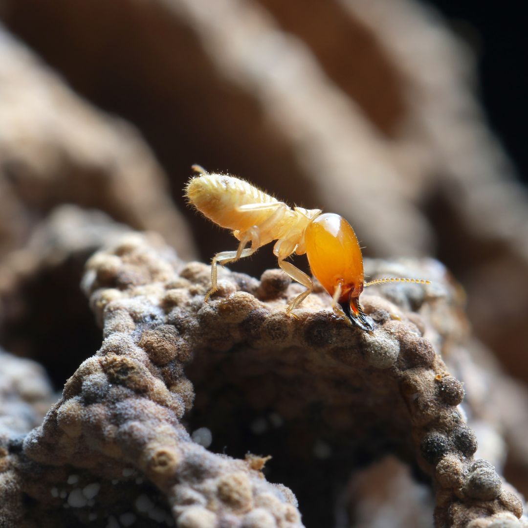 lone termite on stone