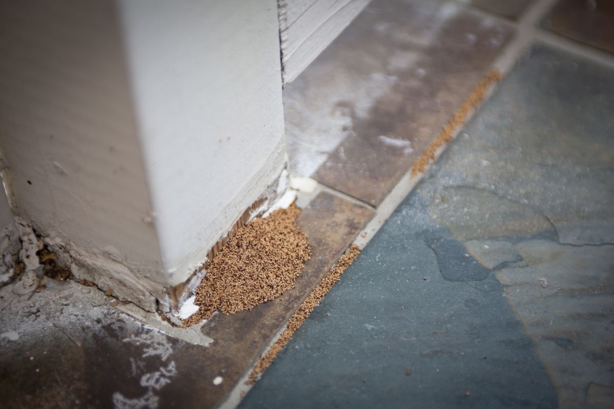 Termite Treatment Phoenix Why Termites Thrive in Arizona