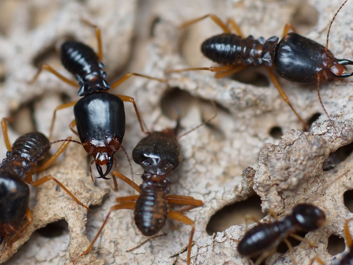 Termites in wood