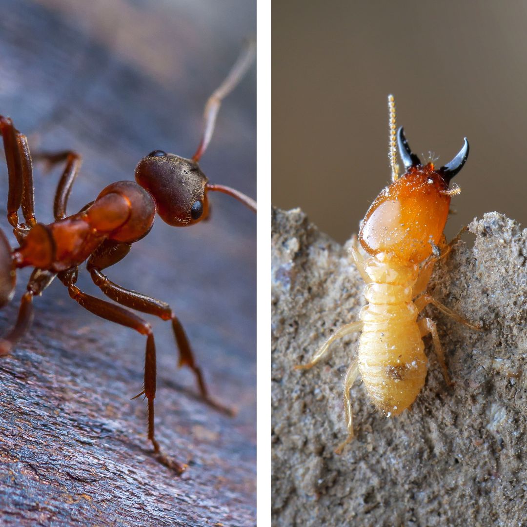 image of an ant and a termite