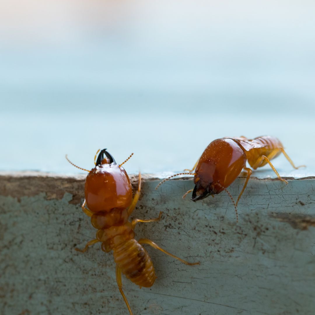 two termites on ledge