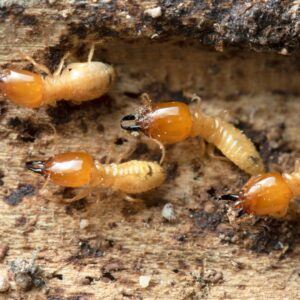 termites in soil