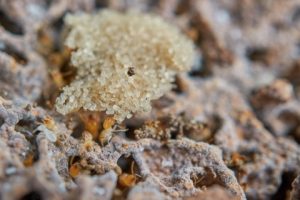 Termite Tenting