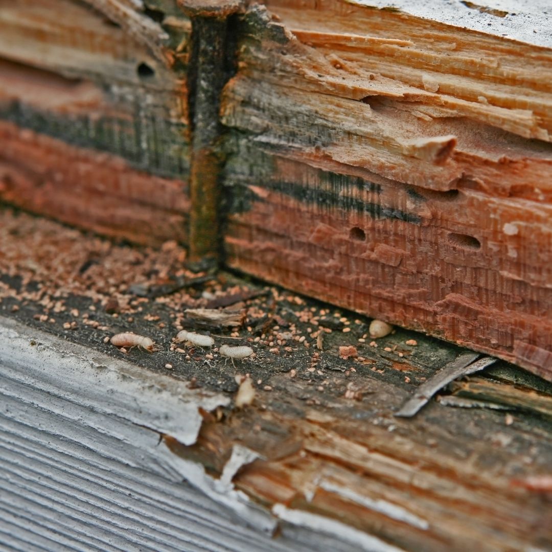 termites in wood