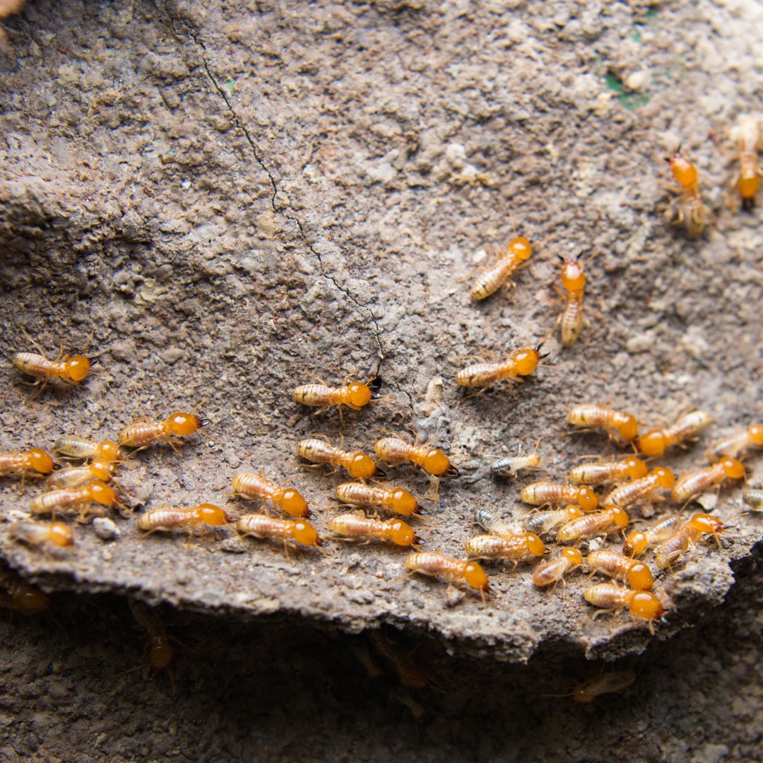 image of a colony of termites