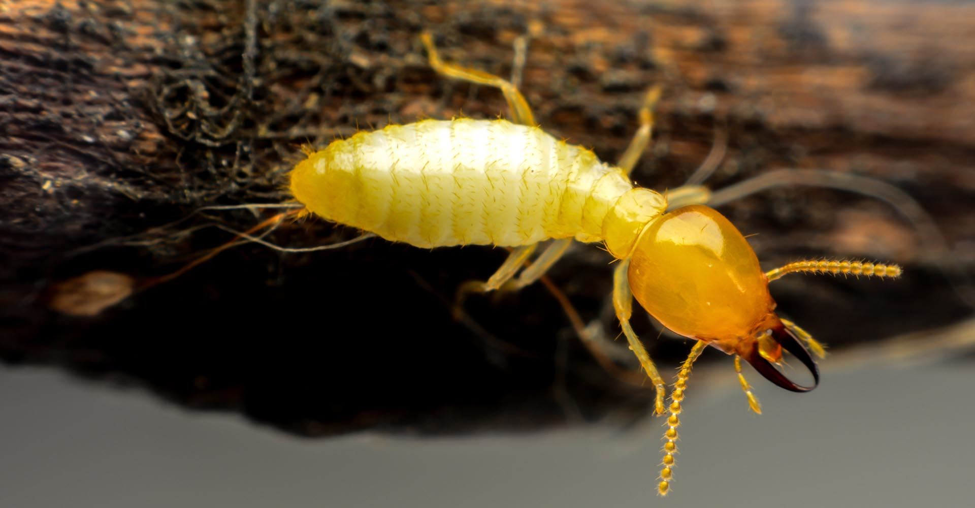 What You Need to Know About Termites Arizona Termite Specialists