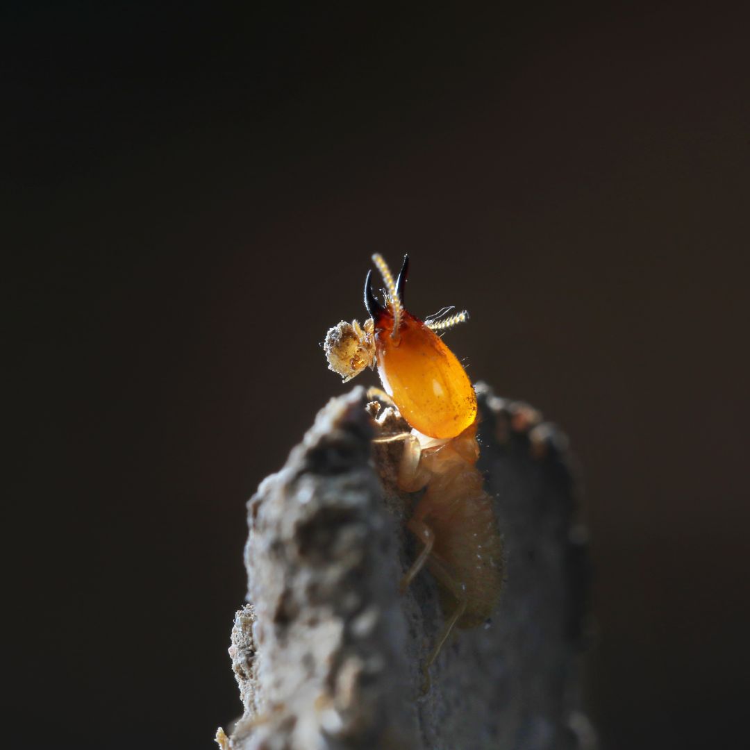 single termite on rock