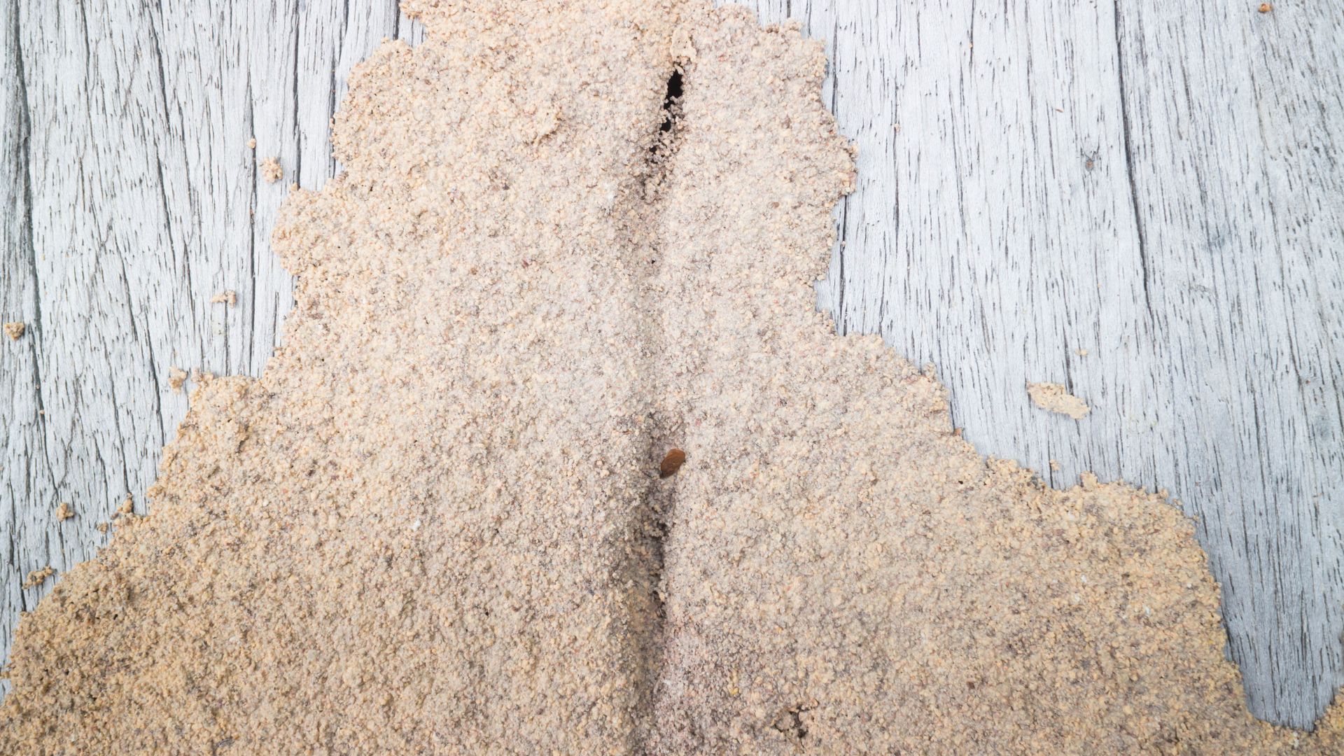 Health Dangers Termites Present To Humans Arizona Termite Specialists