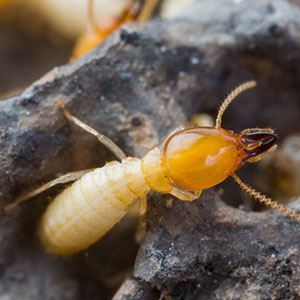 Termite