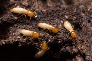 Termites