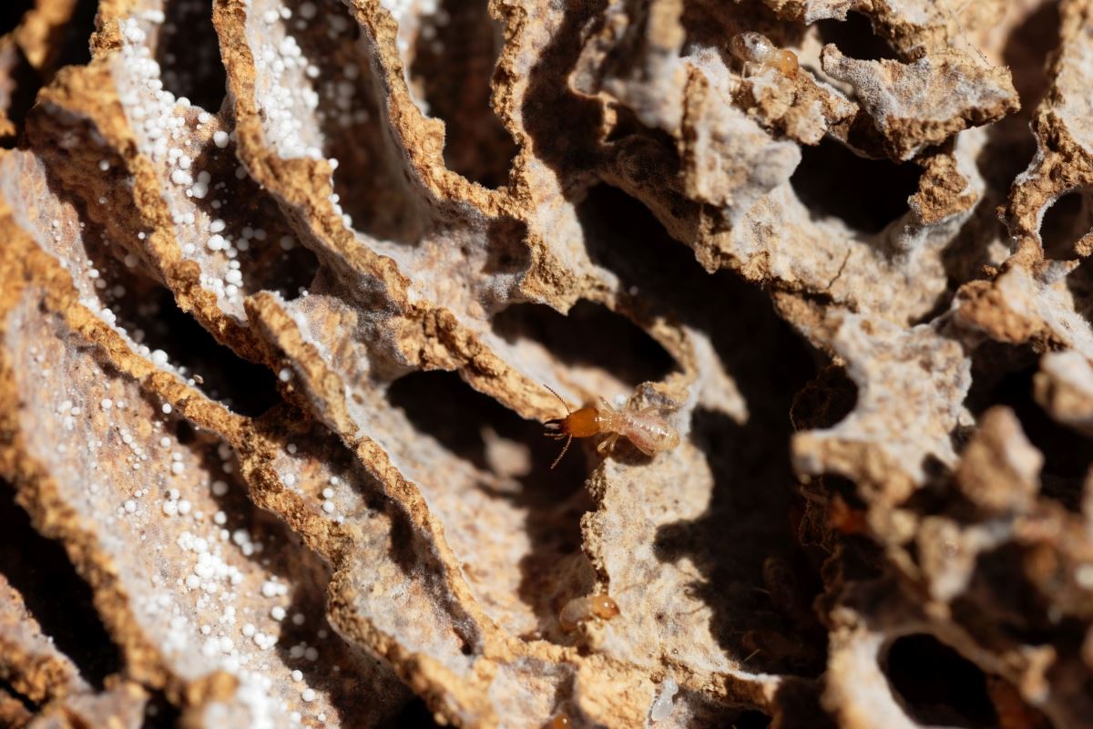 Termite Treatment Arizona How to Avoid Termite Tenting