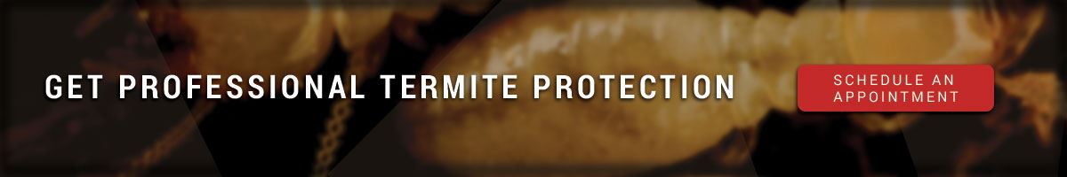 Get Professional Termite Protection Banner