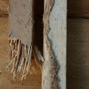 wood termite damage