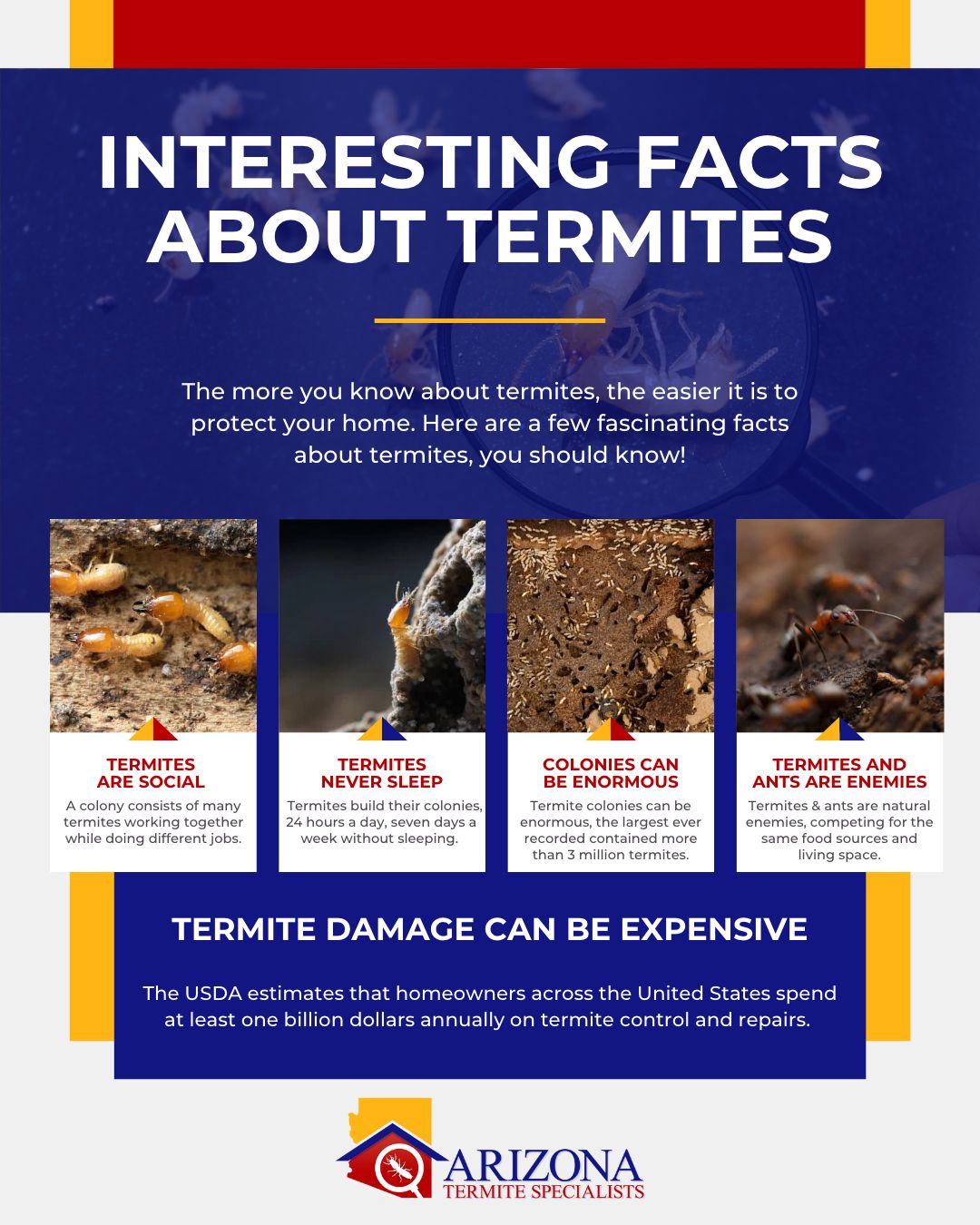 infographic about termites